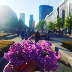 Close-up of pink flowers on road in city