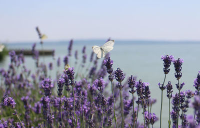 Lavender and a butterfly at balaton 