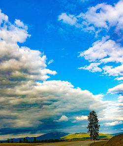 Trees on field against sky