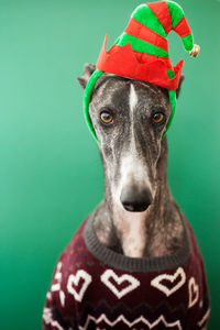 Close-up portrait of dog wearing sweater and knit hat against green background