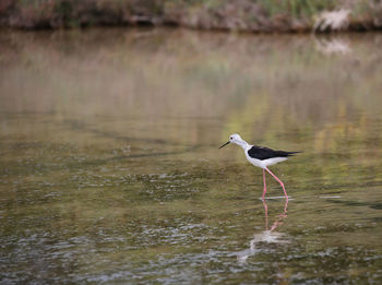 Bird perching on a lake