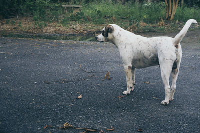 View of dog standing on road