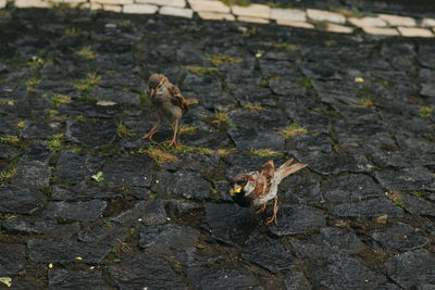 High angle view of a bird