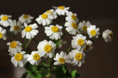 Close-up of white daisy flowers