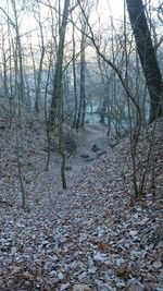 Trees in forest during autumn