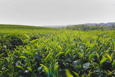 Scenic view of agricultural field against clear sky