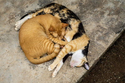 Two cat sleeping together on the floor