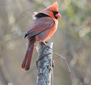 Close-up of bird perching on wooden post