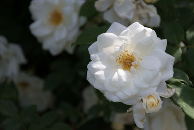 Close-up of white flowers