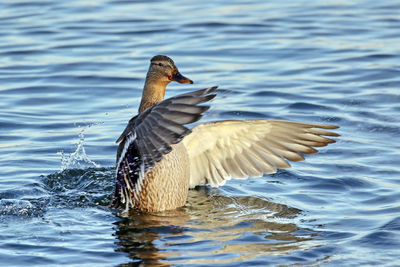 Duck flapping in lake