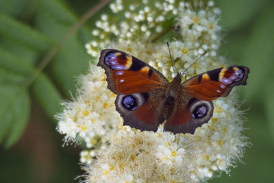 Close-up of butterfly pollinating on flower