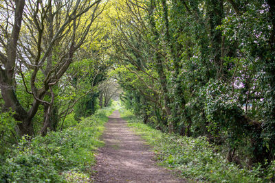 Dirt road amidst trees in forest