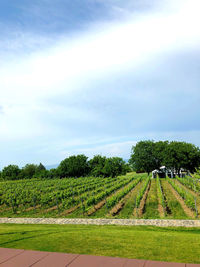 Scenic view of agricultural field against sky