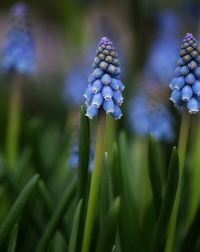 Close-up of flowers