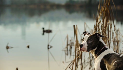 Close-up of dog standing at lakeshore