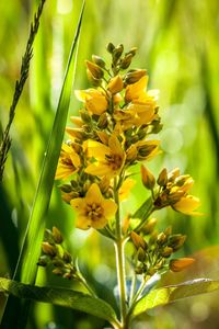 Close-up of yellow flowering plant