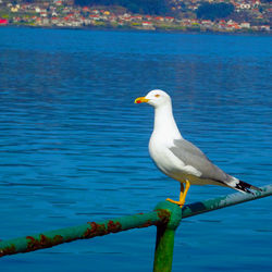 Seagull perching on a lake