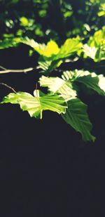 Close-up of green plant