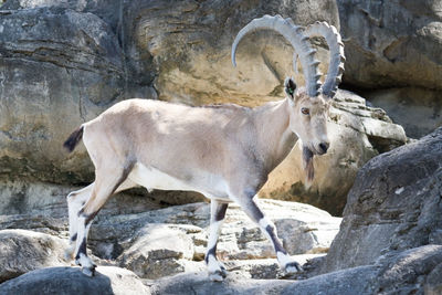 Mountain goat walking on rock