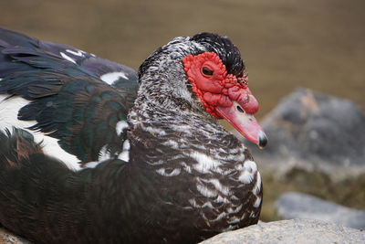 Close-up of a bird