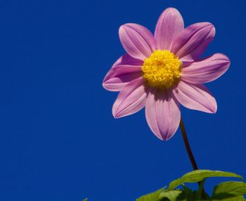 Close-up of yellow flowers