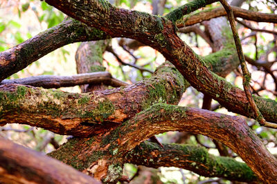 Close-up of tree