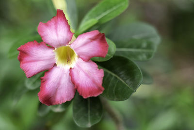 Close-up of pink flowering plant