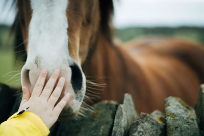 Cropped hand of child touching horse snout at farm