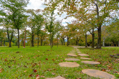 Footpath in park