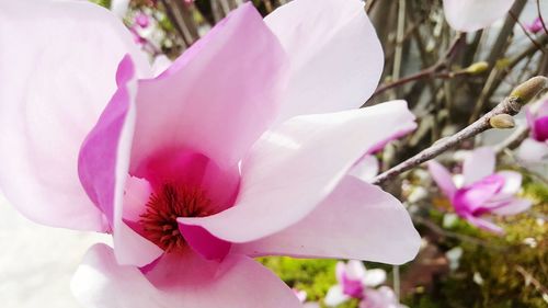 Close-up of pink flowers