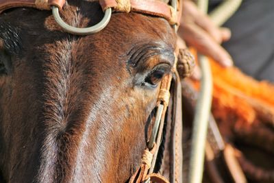 Close-up of horse