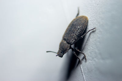 Close-up of insect on wall