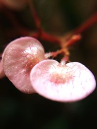 Close-up of fruit