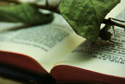 Close-up of leaves on bible 