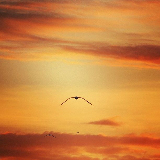 flying, bird, sunset, animal themes, low angle view, sky, animals in the wild, orange color, wildlife, mid-air, cloud - sky, one animal, silhouette, beauty in nature, nature, scenics, spread wings, cloudy, cloud, tranquility