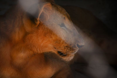 Close-up of a lion looking away