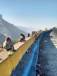 Row of monkeys sitting on railing against clear sky