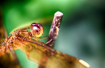 Close-up of damselfly on leaf