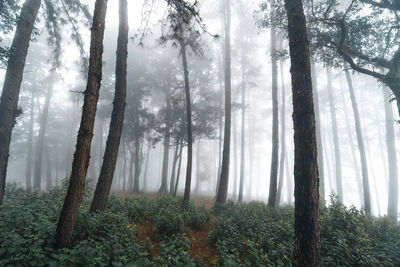 Trees in forest