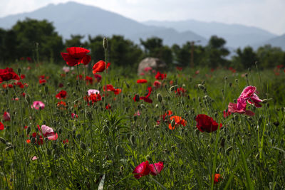 Close-up of red poppy flowers on field