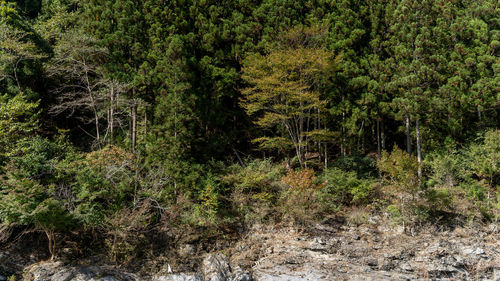Trees in forest