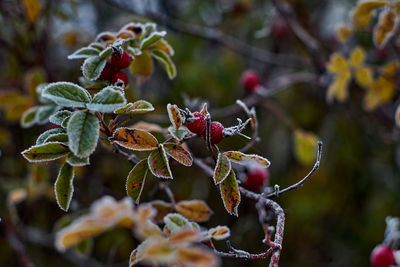 Close-up of berries growing on tree