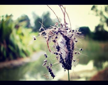 focus on foreground