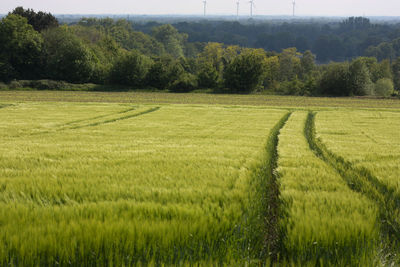 Scenic view of agricultural field