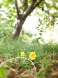 Close-up of yellow flower