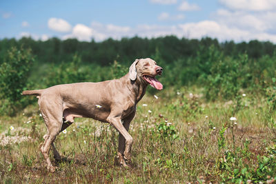 Side view of a dog running on field