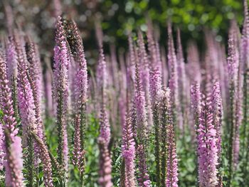 Close-up of purple lavender flowers