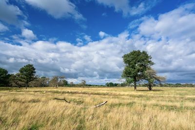 Trees on field against sky