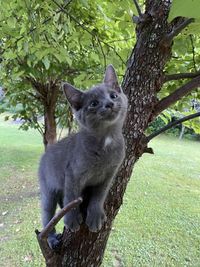 Squirrel sitting on tree trunk