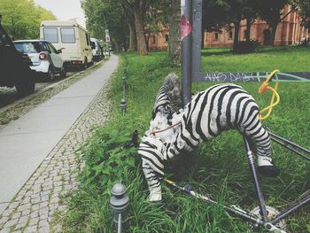 Zebra on grass